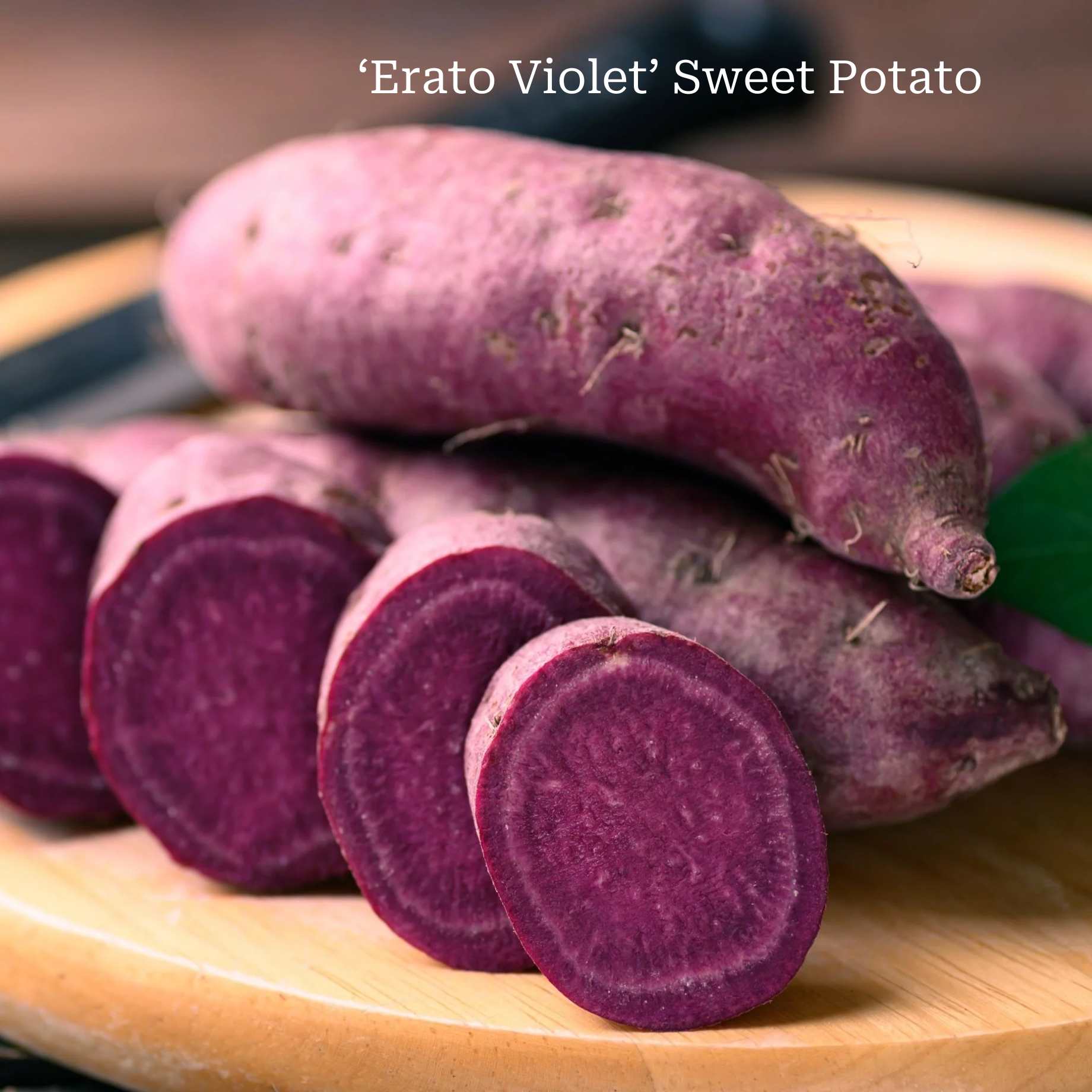 Best Sweet Potato Plants | Grower's Choice - Image 2