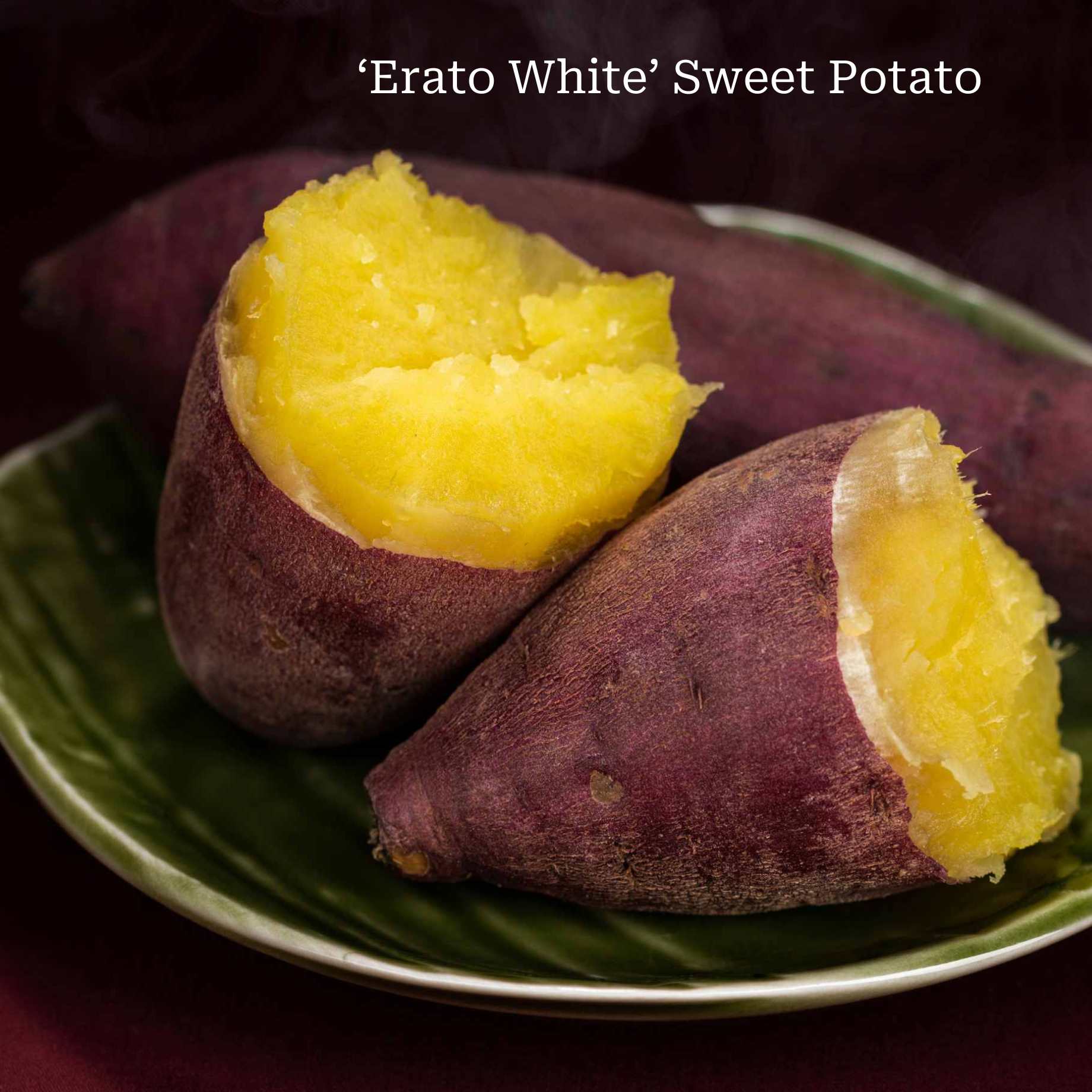 Best Sweet Potato Plants | Grower's Choice - Image 3
