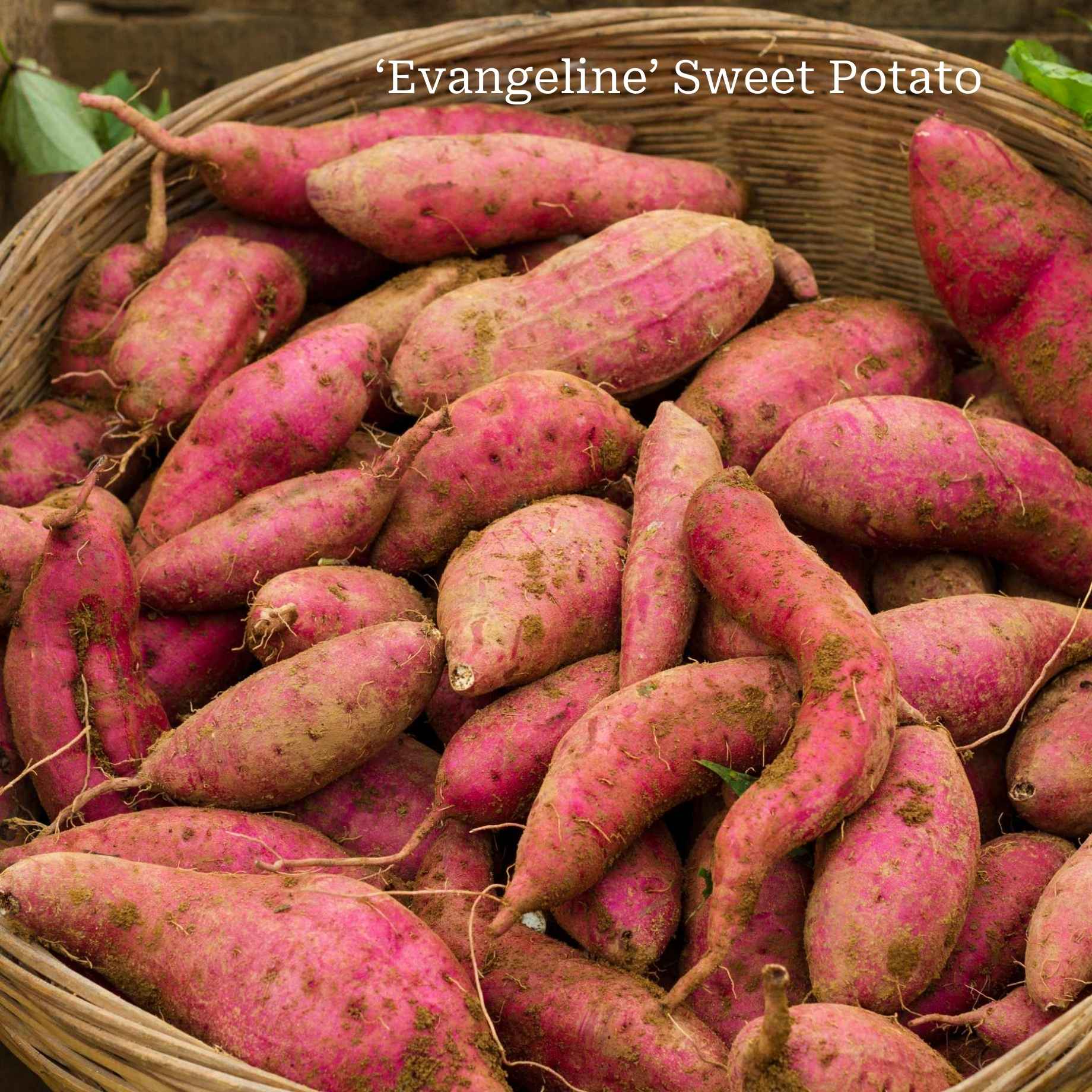 Best Sweet Potato Plants | Grower's Choice - Image 4