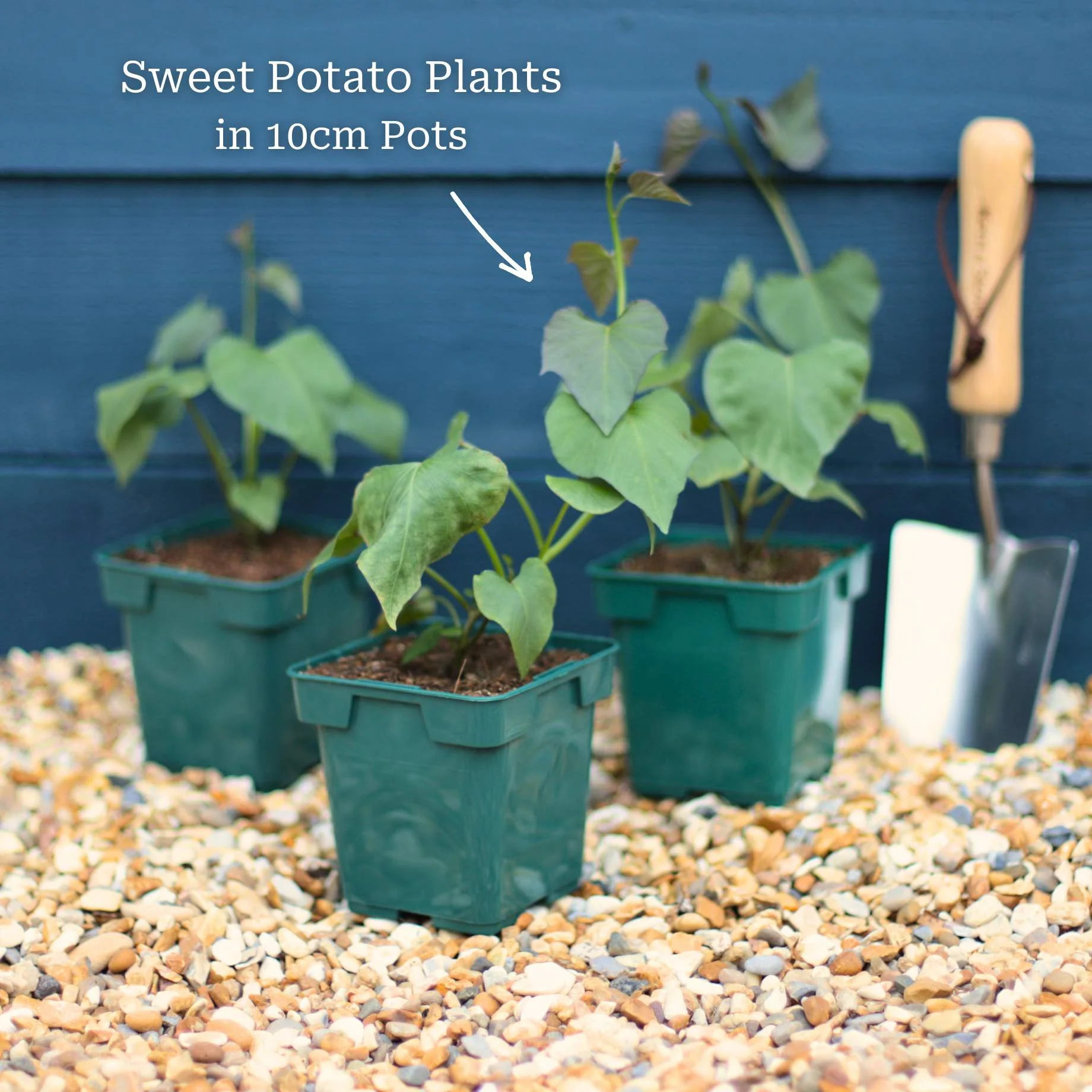 'Erato Violet' Sweet Potato Plant - Image 6