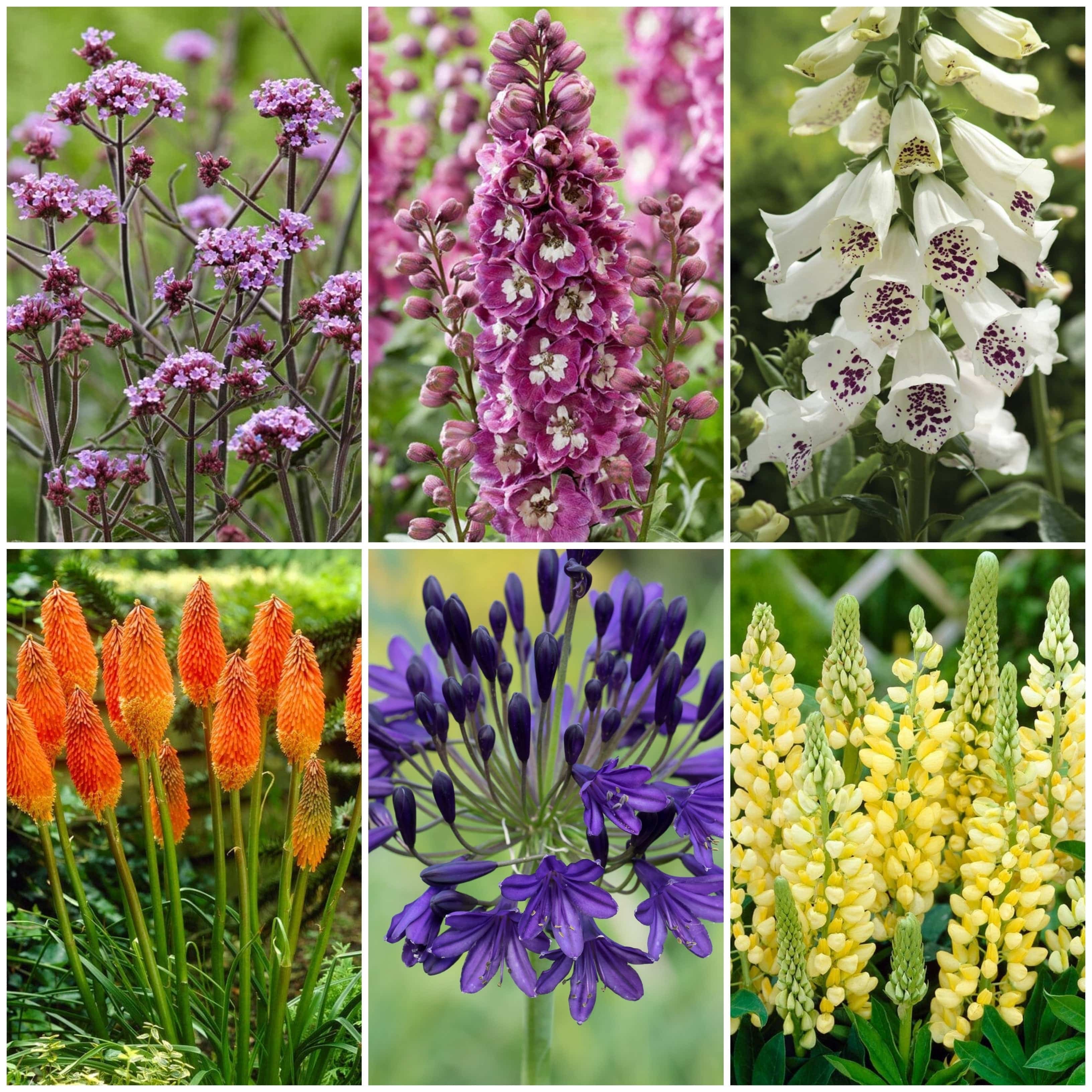 Best Tall Flowers | Perennials for Colour and Height