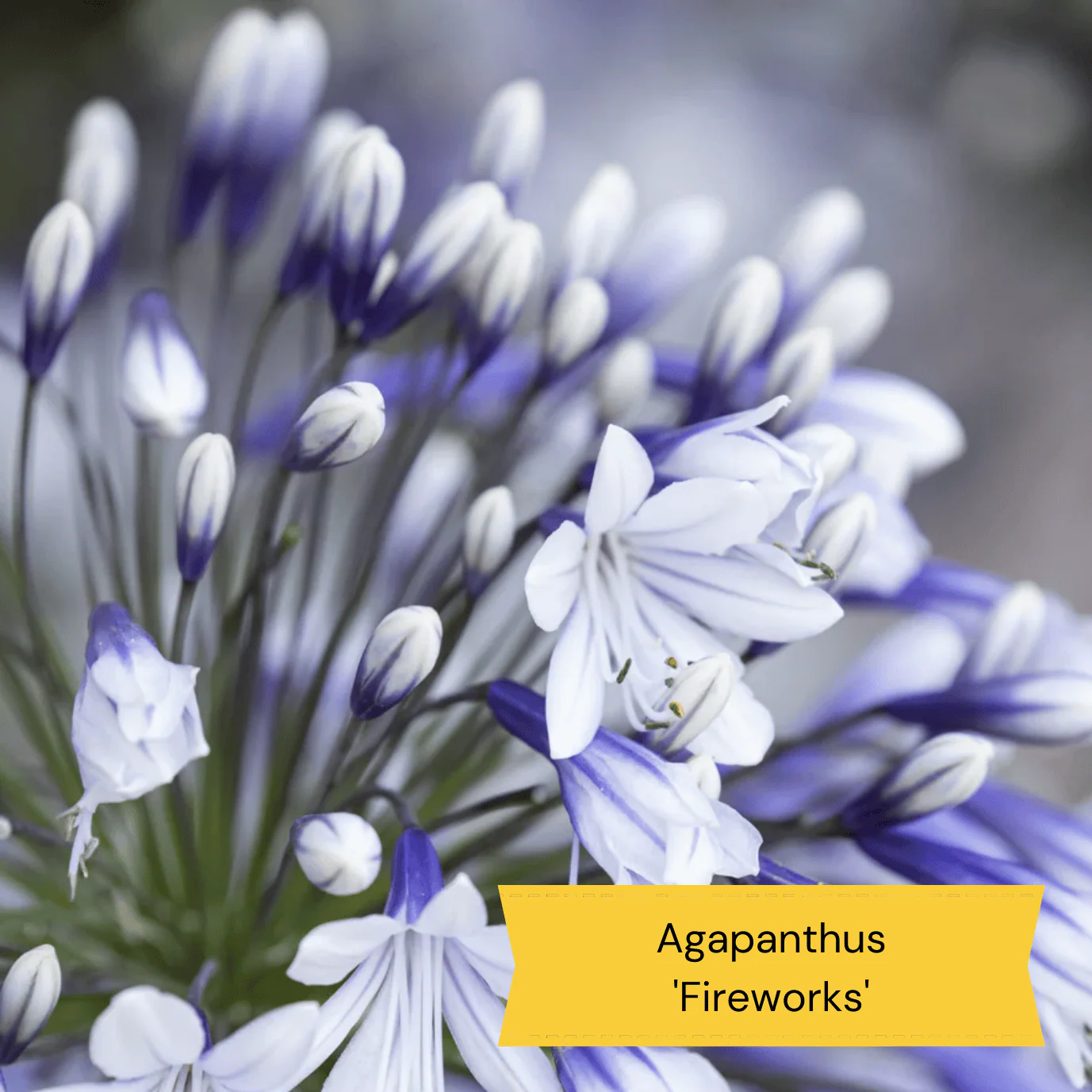 Best Tall Flowers | Perennials for Colour and Height - Image 11