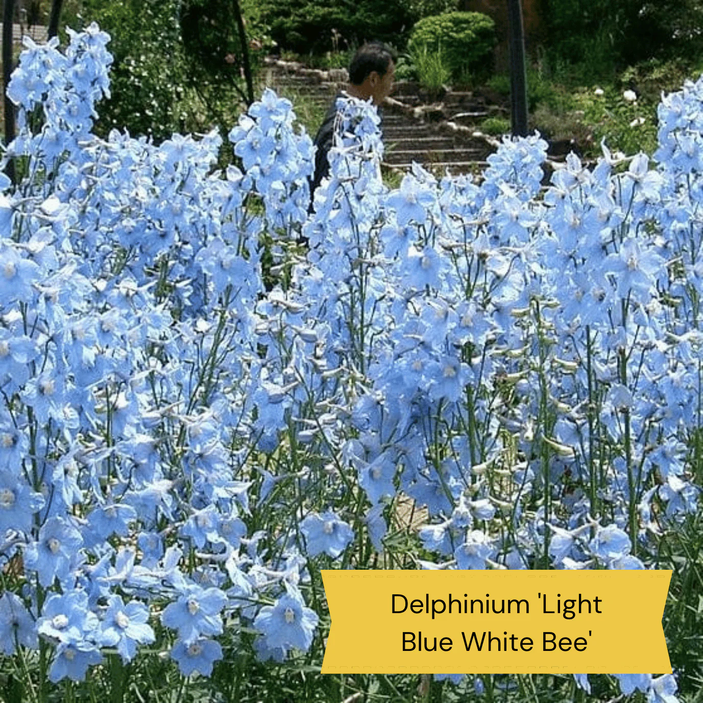 Best Tall Flowers | Perennials for Colour and Height - Image 2