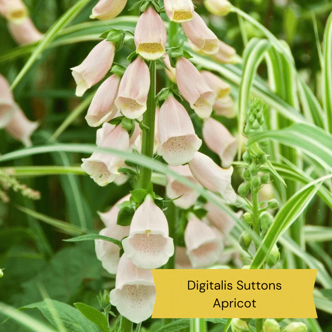 Best Tall Flowers | Perennials for Colour and Height - Image 3