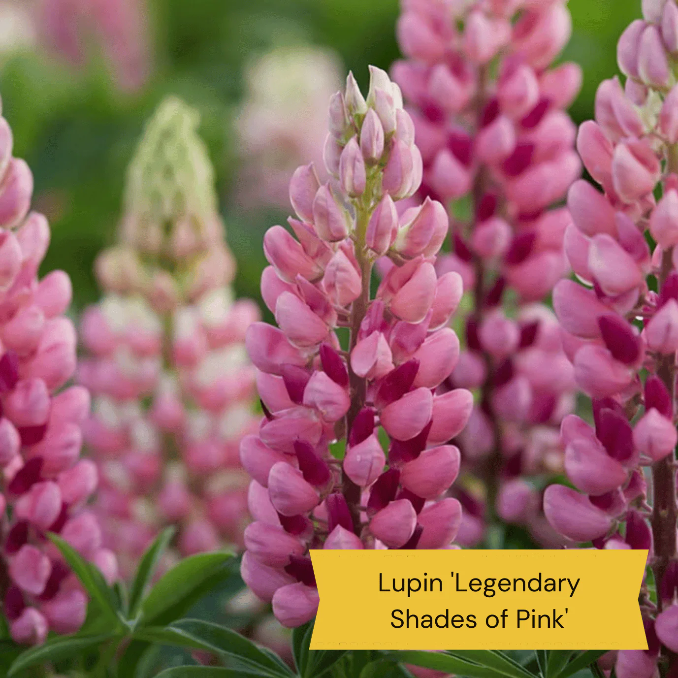 Best Tall Flowers | Perennials for Colour and Height - Image 5
