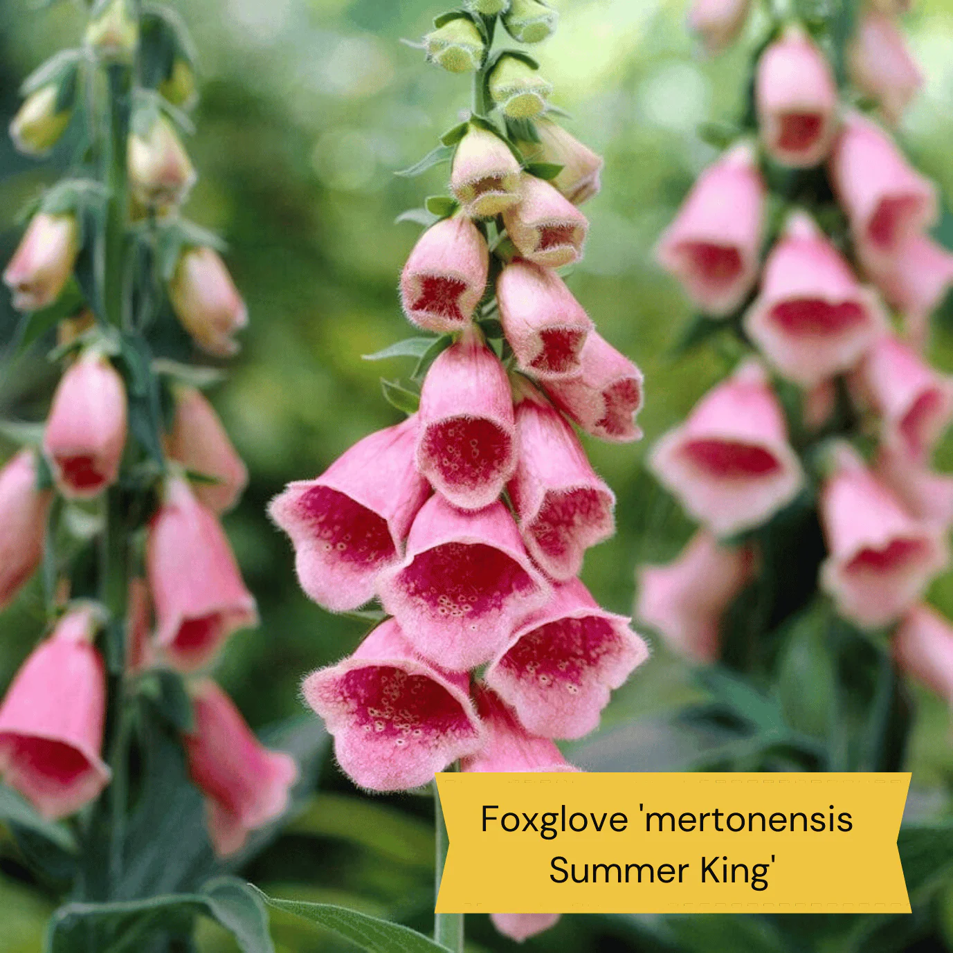 Best Tall Flowers | Perennials for Colour and Height - Image 9