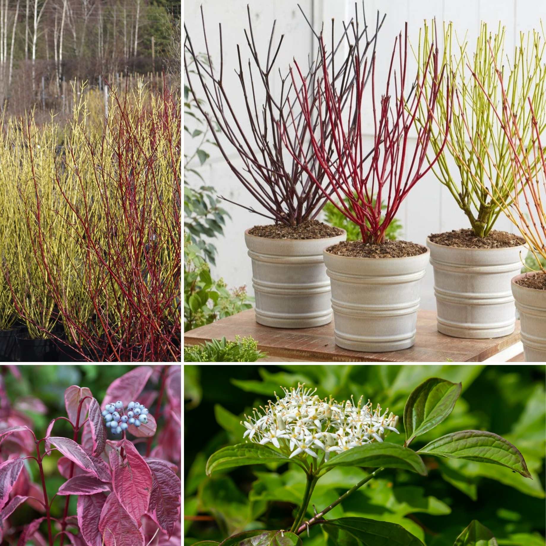 Cornus Hedge Collection | Winter Hedging