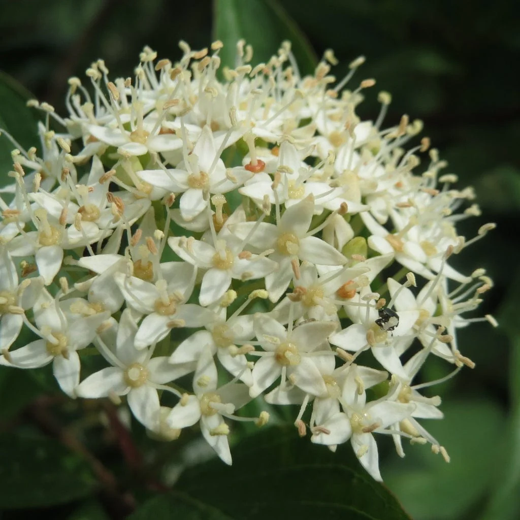 Cornus Hedge Collection | Winter Hedging - Image 6