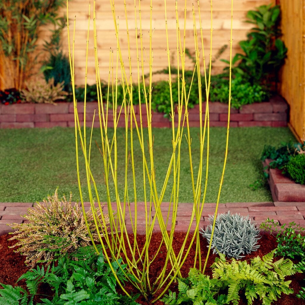 Cornus Hedge Collection | Winter Hedging - Image 8