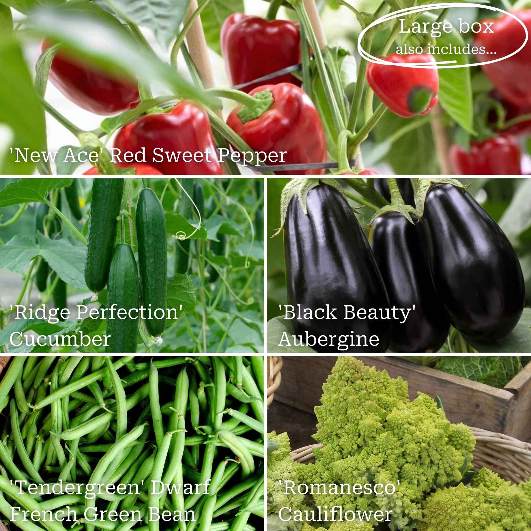 Allotment in a Box | Homegrown Heroes Collection - Image 3