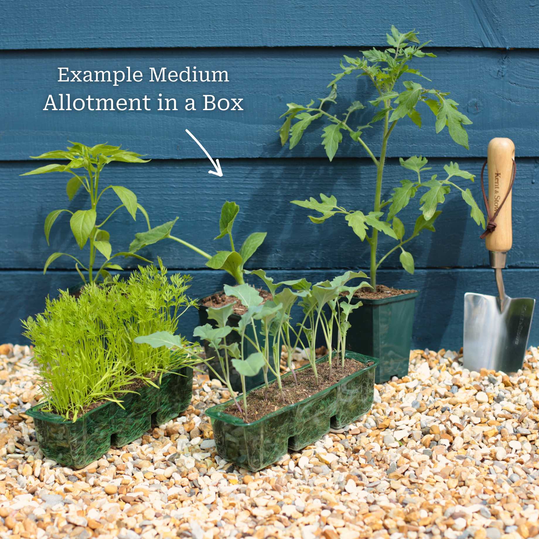 Adventurer's Allotment in a Box | Incredible Edibles Collection - Image 5