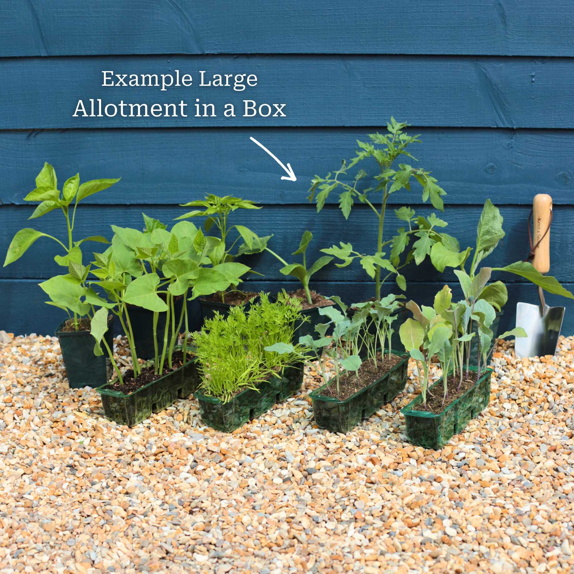 Adventurer's Allotment in a Box | Incredible Edibles Collection - Image 6