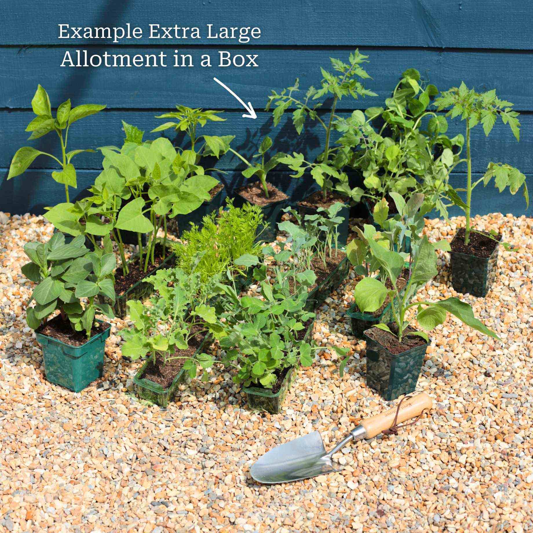 Adventurer's Allotment in a Box | Incredible Edibles Collection - Image 7