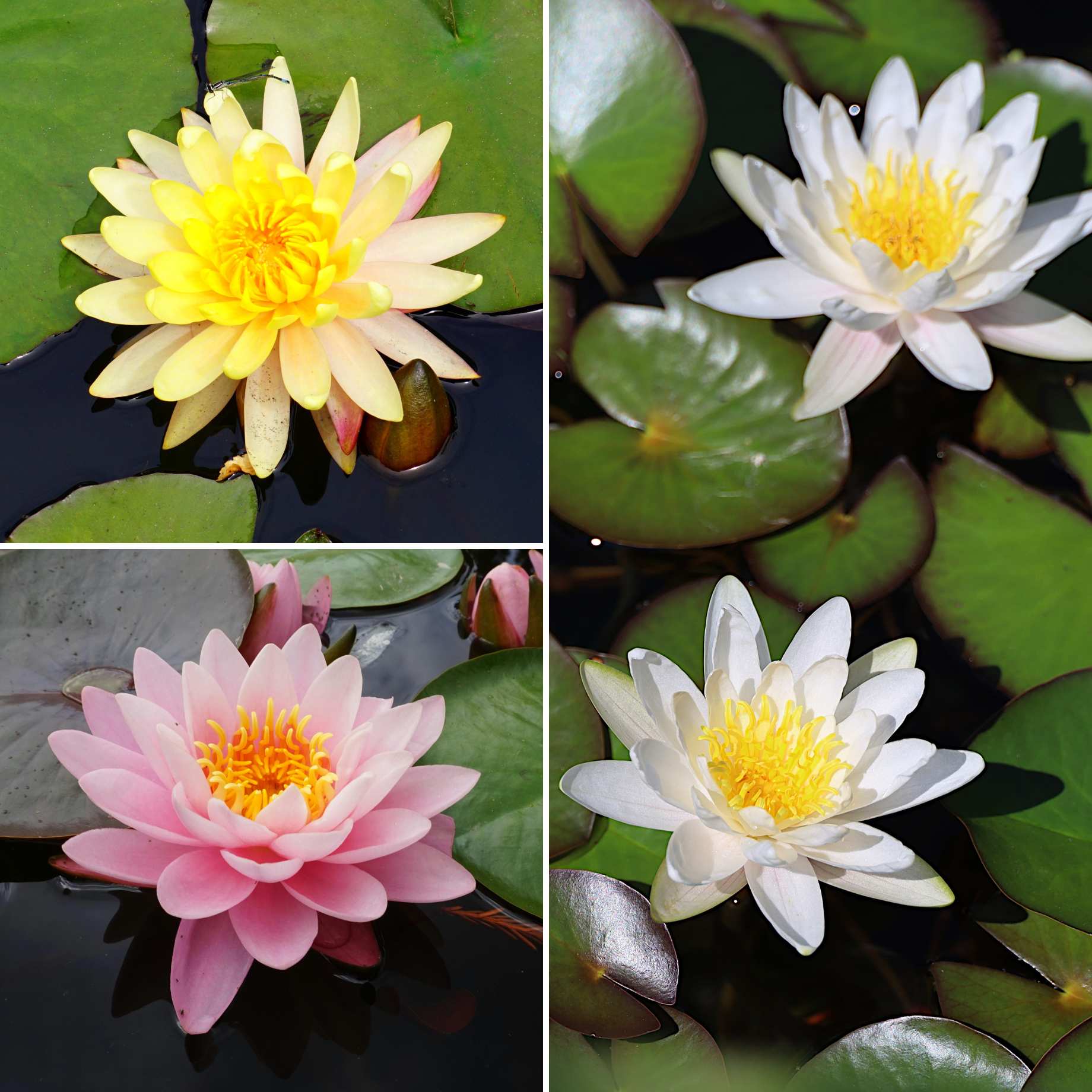 Best Water Lily Plants for Any Size Pond | Growers' Choice