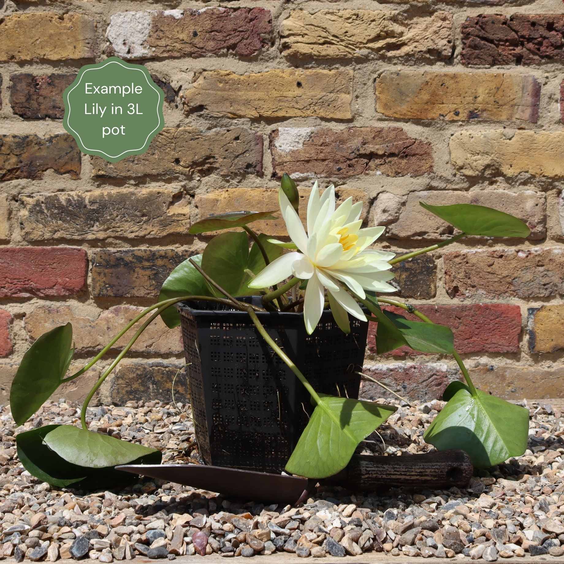 Best Water Lily Plants for Any Size Pond | Growers' Choice - Image 11