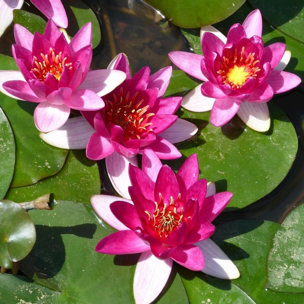 Best Water Lily Plants for Any Size Pond | Growers' Choice - Image 2