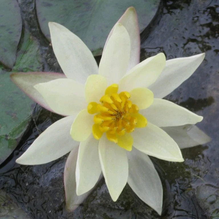 Best Water Lily Plants for Any Size Pond | Growers' Choice - Image 3