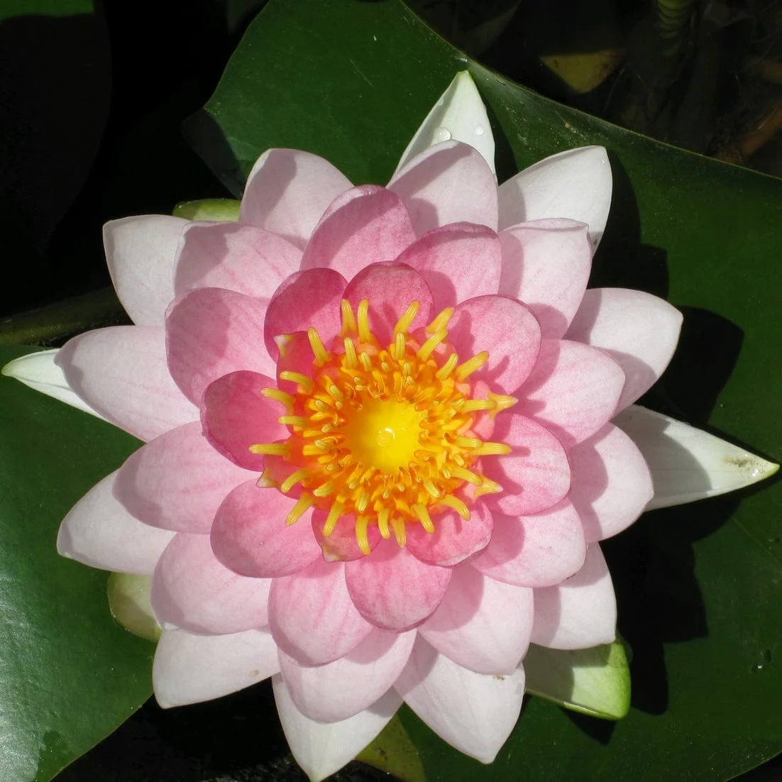 Best Water Lily Plants for Any Size Pond | Growers' Choice - Image 7