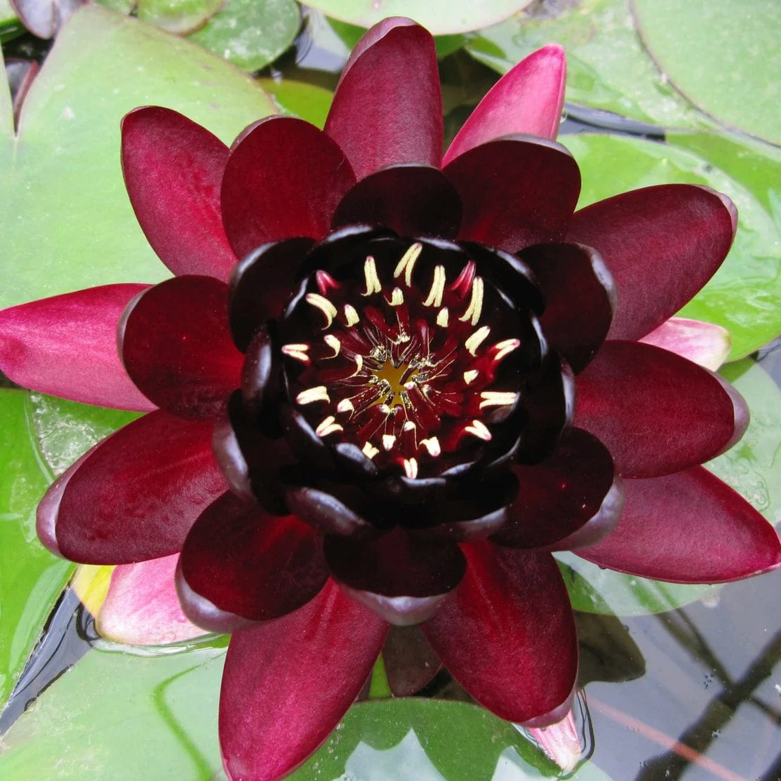 Best Water Lily Plants for Any Size Pond | Growers' Choice - Image 9