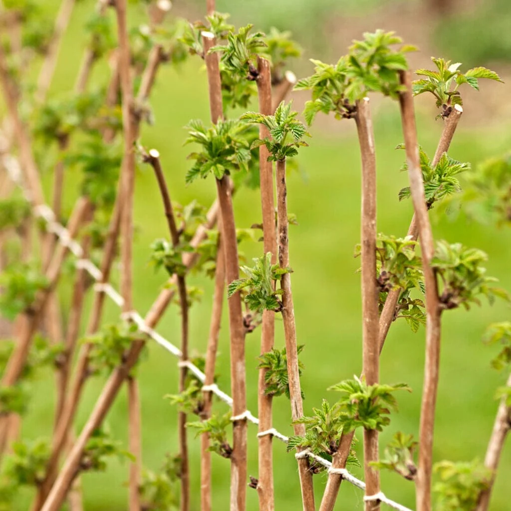 Award-Winning Raspberry Canes | Growers' Choice - Image 7