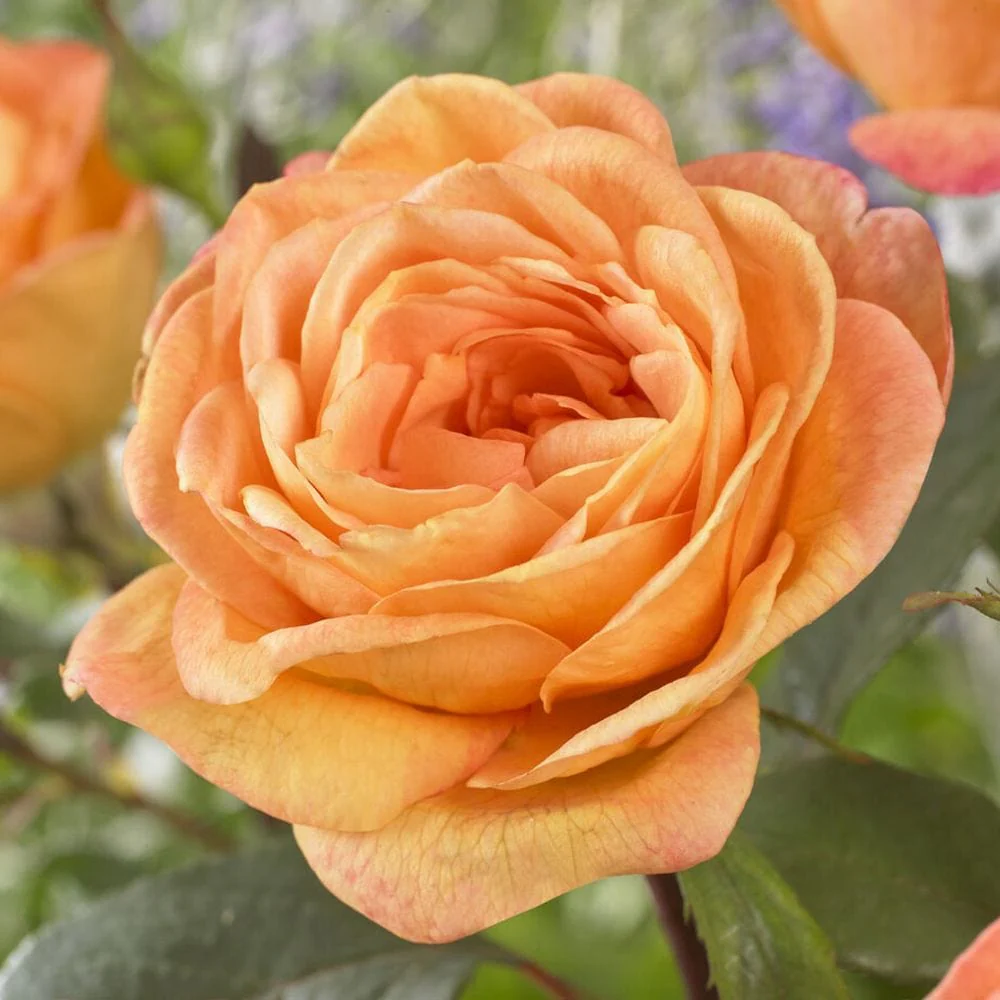 'Better Times' Hybrid Tea Rose