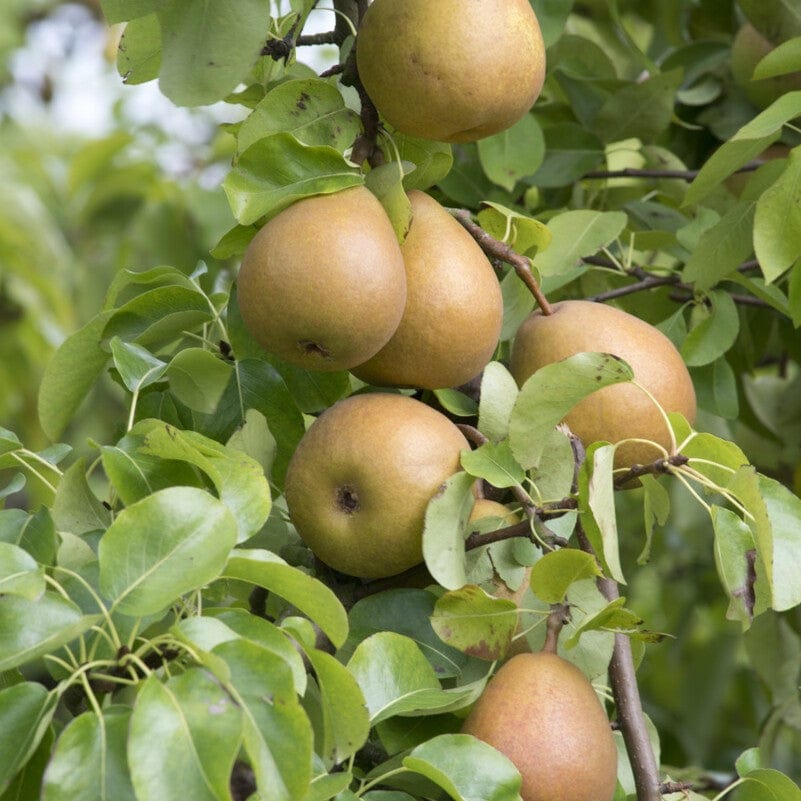 'Beurré Hardy' Pear Tree