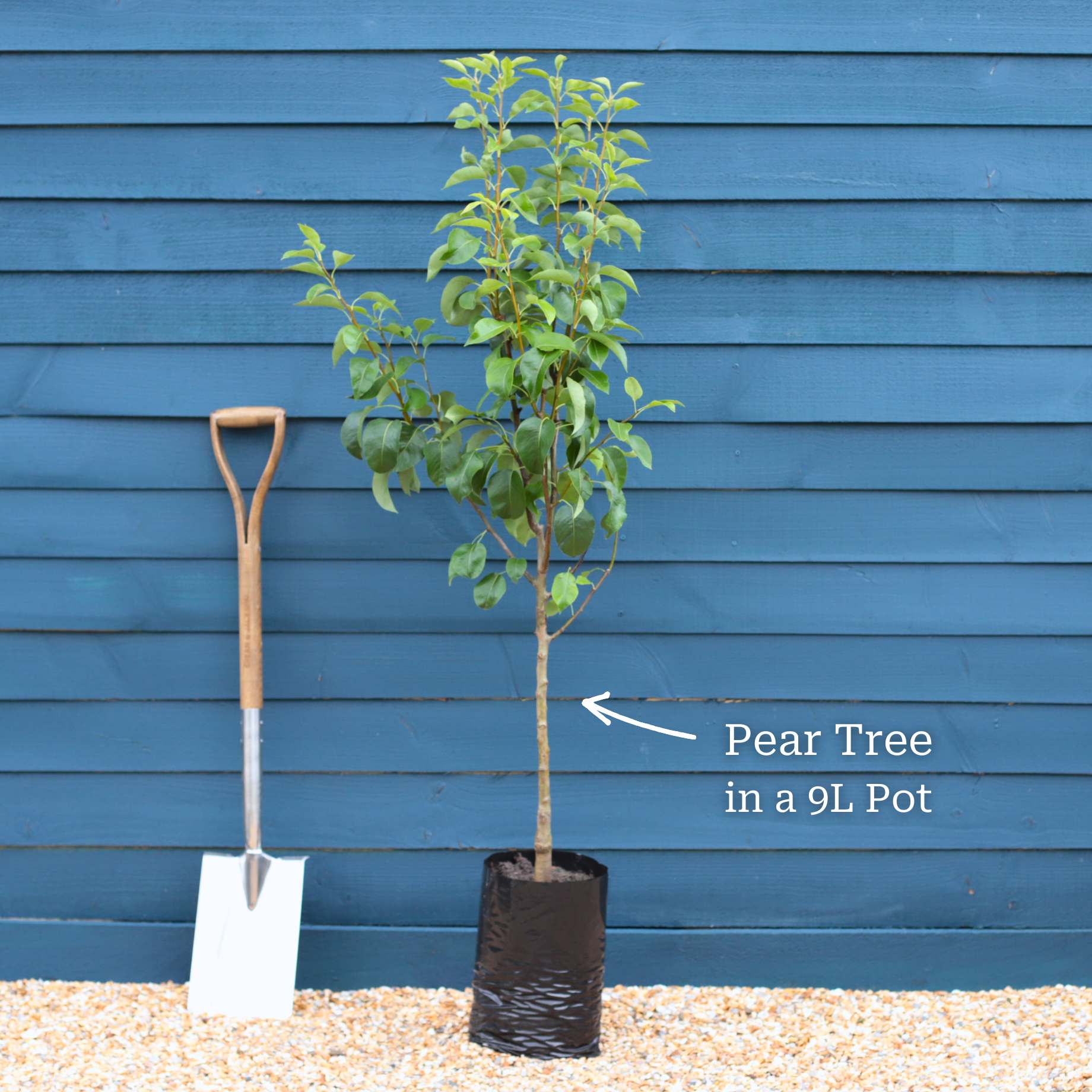 'Concorde' Pear Tree - Image 3