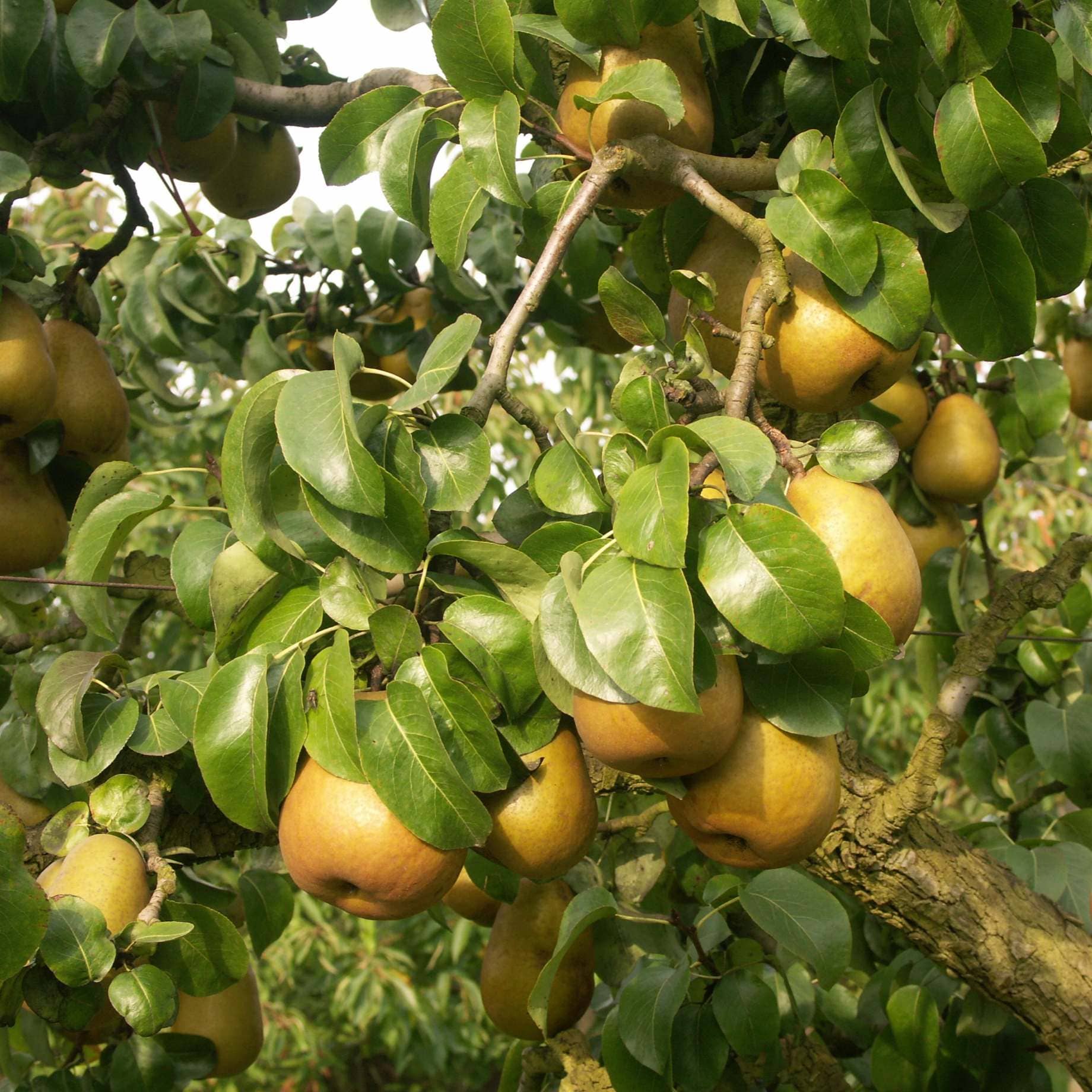 'Beurré Hardy' Pear Tree - Image 4