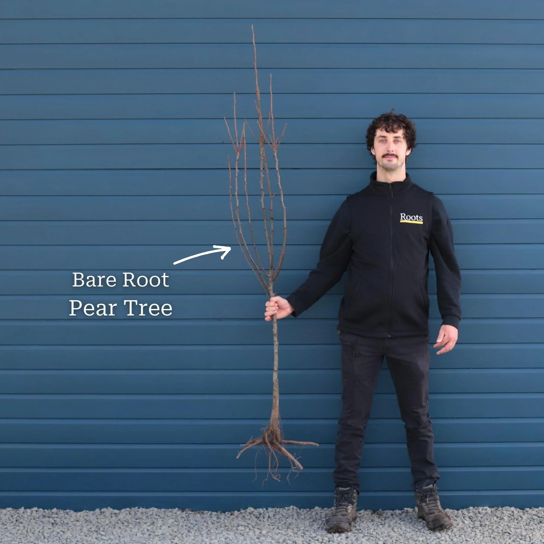 'Concorde' Pear Tree - Image 7