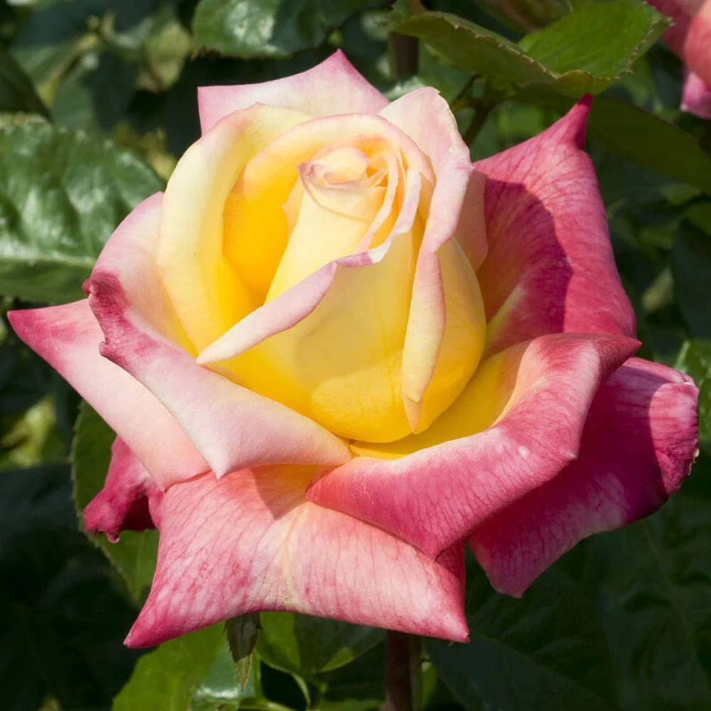 Bicoloured Rose Collection - Image 4
