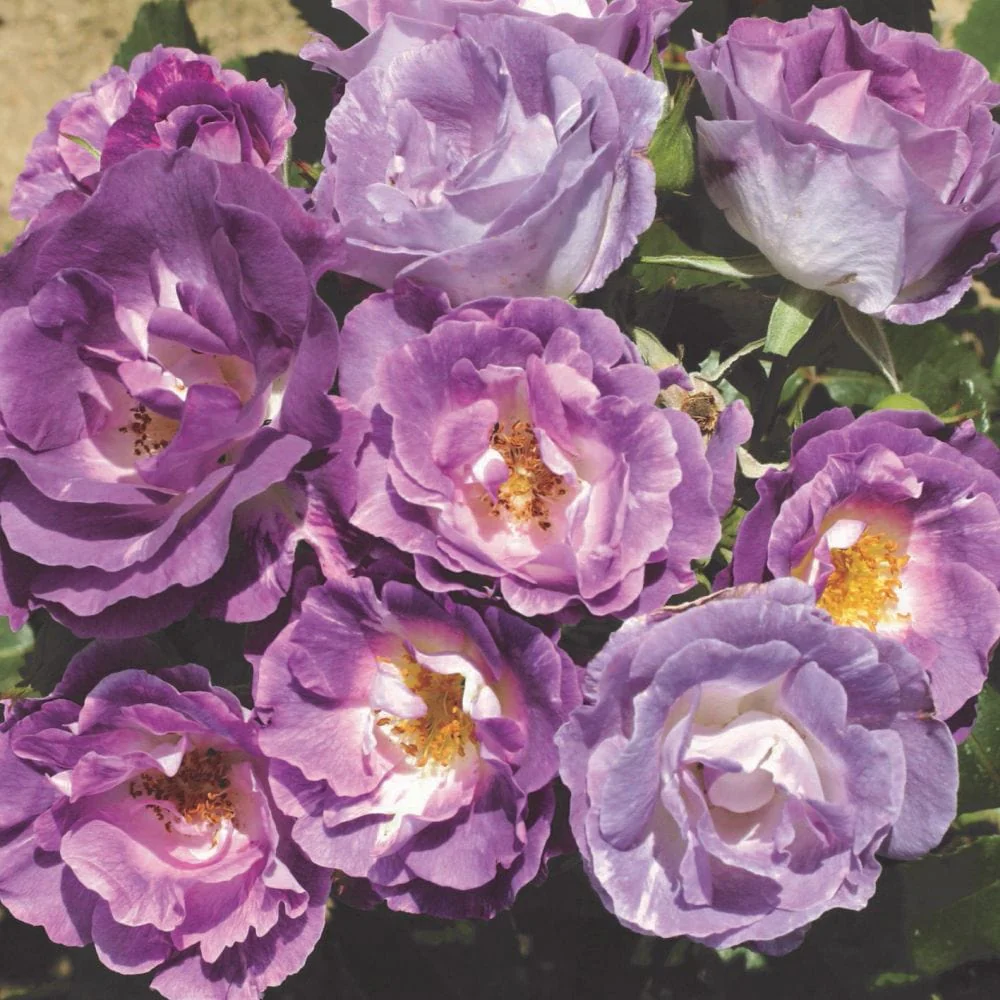 Bicoloured Rose Collection - Image 6