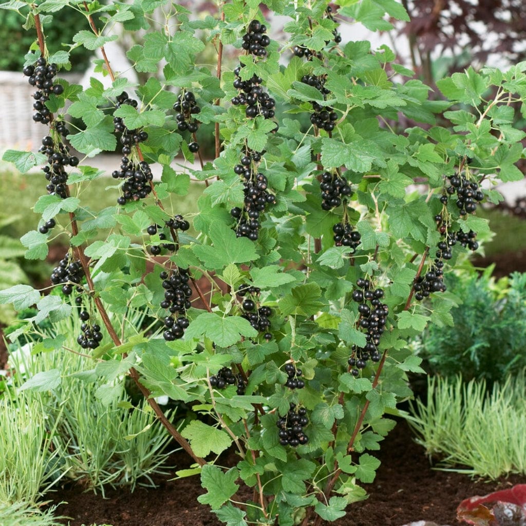 'Big Ben' Blackcurrant Bush - Image 4