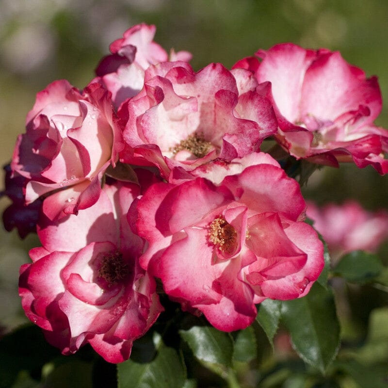 'Birthday Girl' Bush Rose