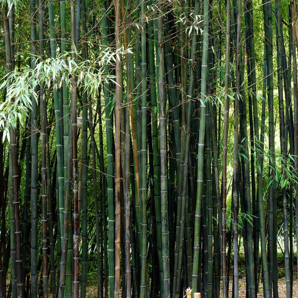 Black Bamboo | Phyllostachys nigra - Image 4