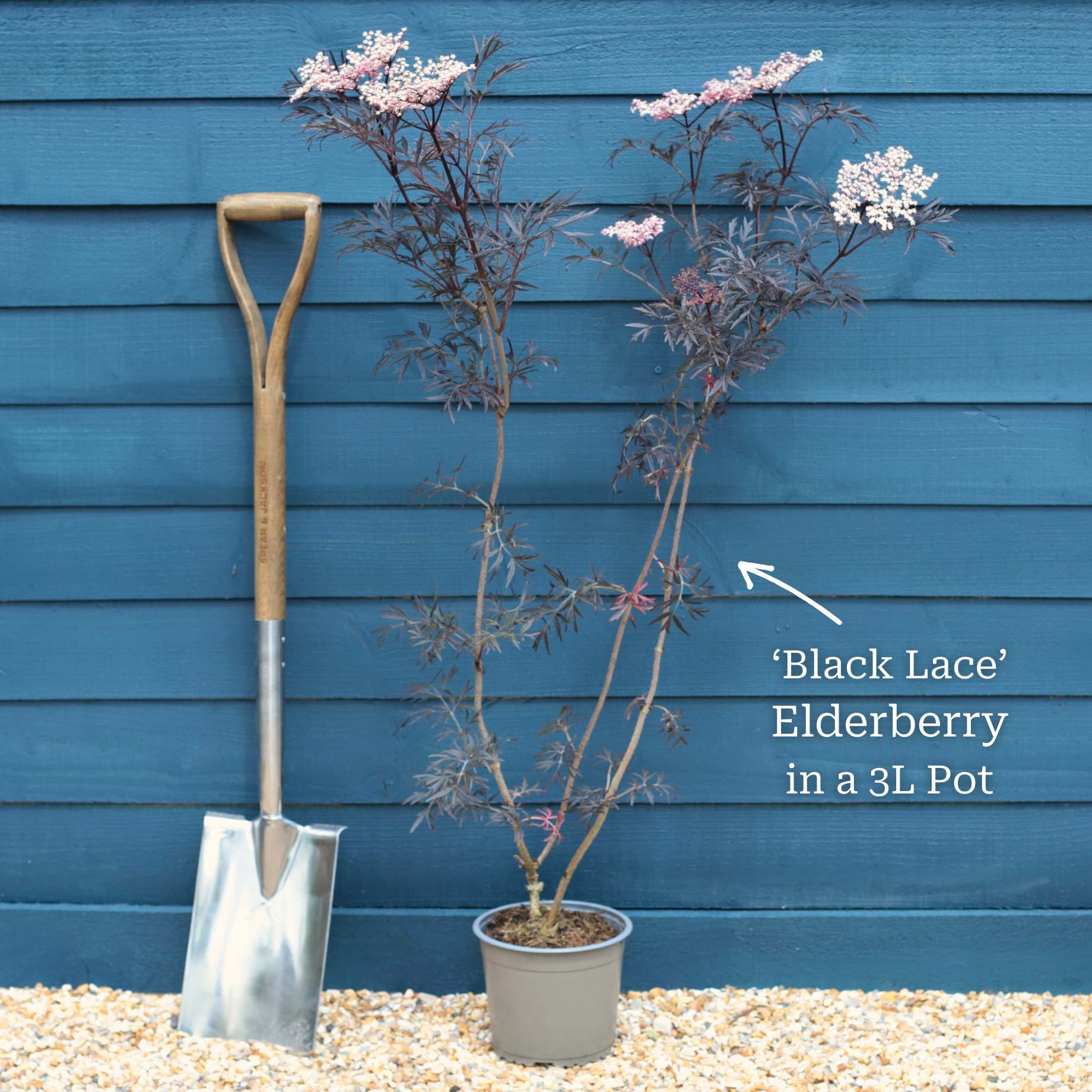 Black Elderberry | Sambucus 'Black Lace' - Image 3