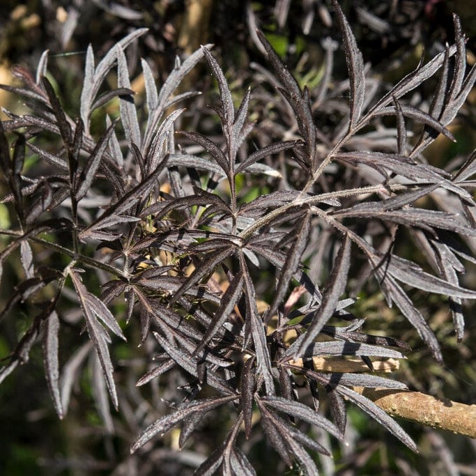 Black Elderberry | Sambucus 'Black Lace' - Image 4