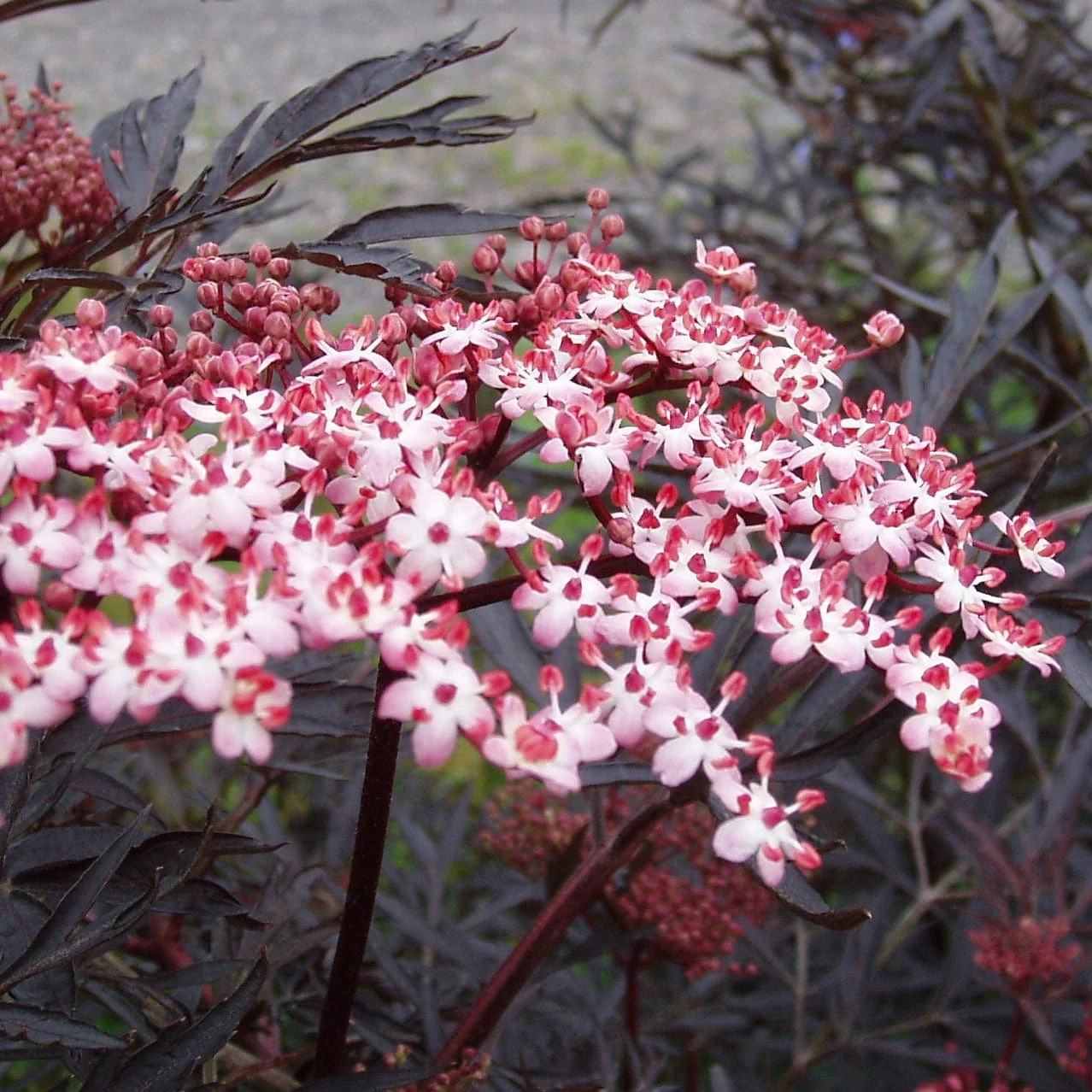 Black Elderberry | Sambucus 'Black Lace' - Image 5