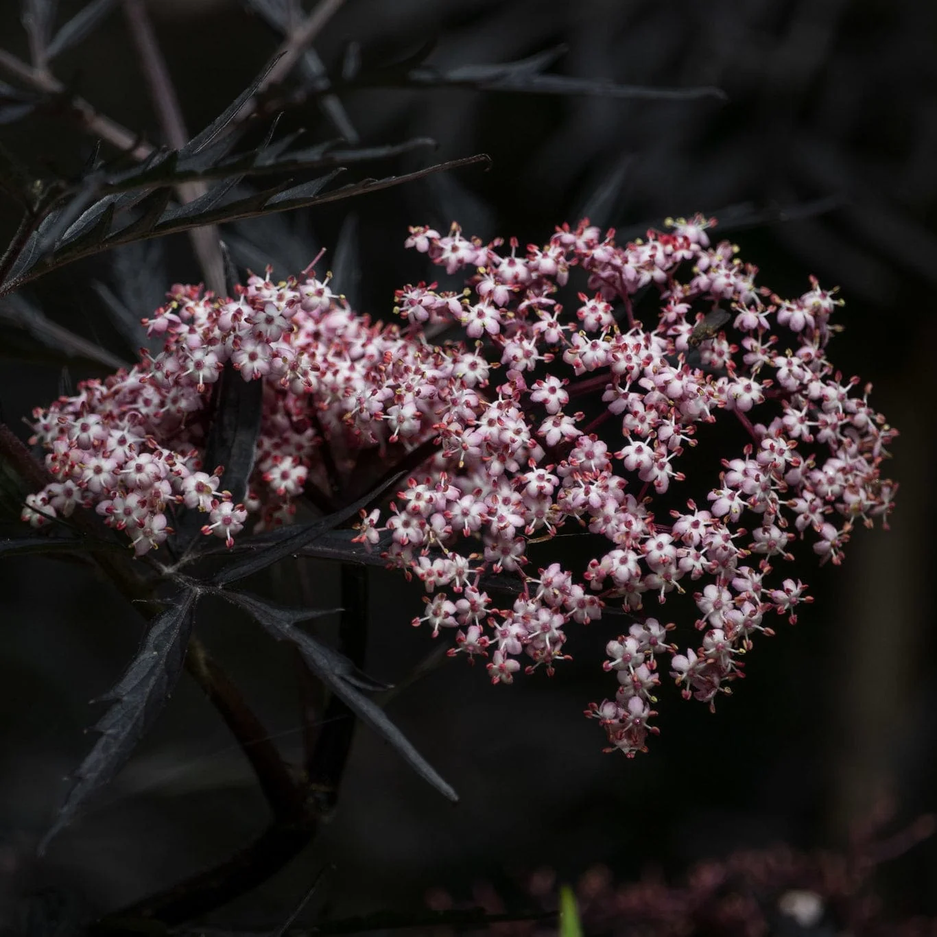 Black Elderberry | Sambucus 'Black Lace' - Image 6