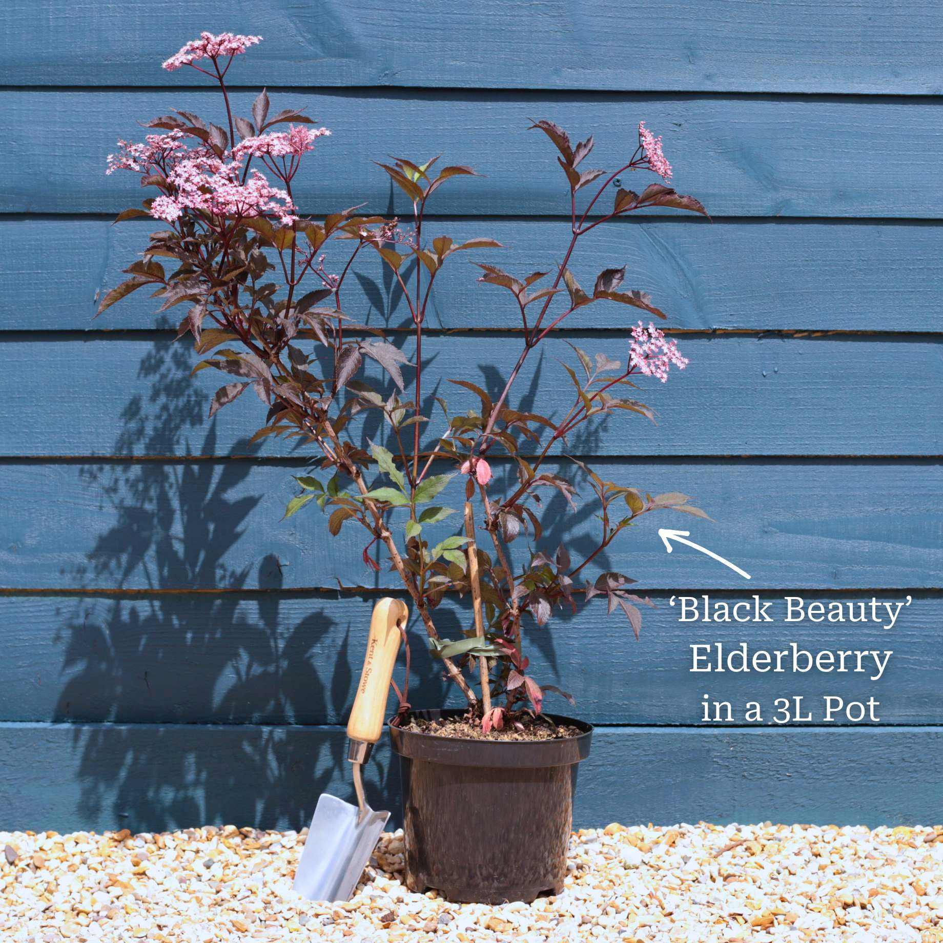 Black Elderberry Tree | Sambucus nigra 'Black Beauty' - Image 3