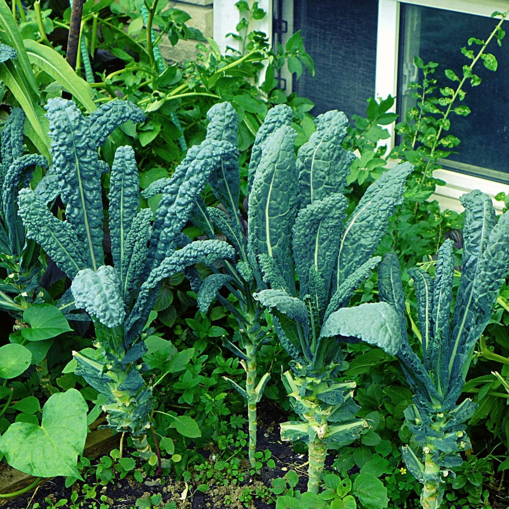 'Cavolo Nero' Black Kale Plants - Image 3