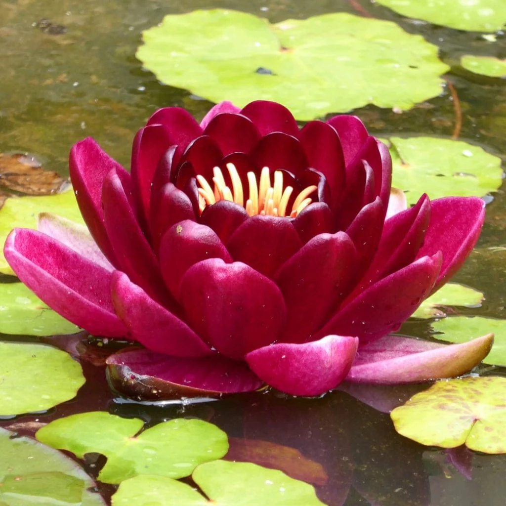 'Black Princess' Water Lily - Image 2