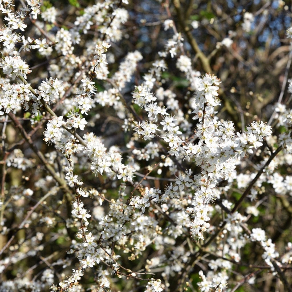 Blackthorn Hedging | Prunus spinosa