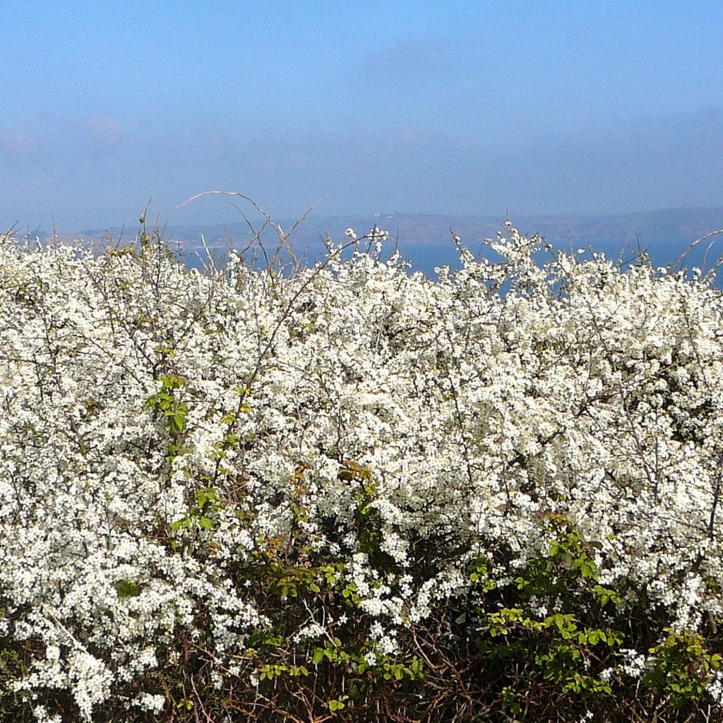 Blackthorn Hedging | Prunus spinosa - Image 5
