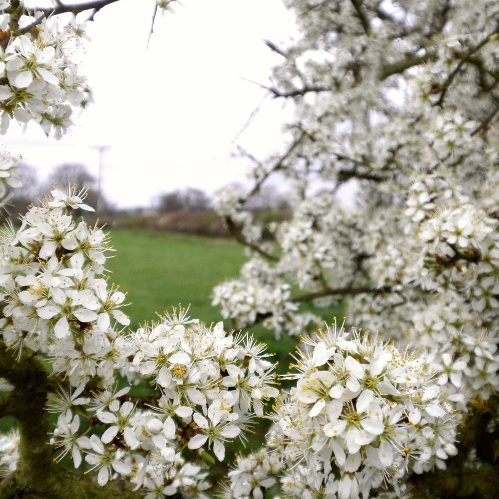 Blackthorn Hedging | Prunus spinosa - Image 6