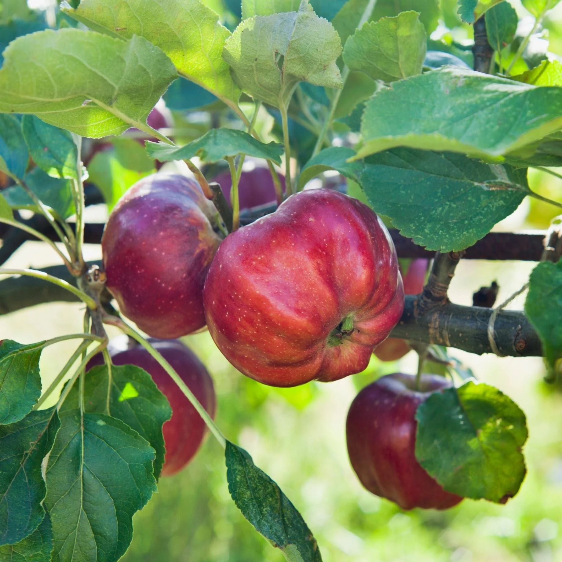 'Bloody Ploughman' Apple Tree - Image 2