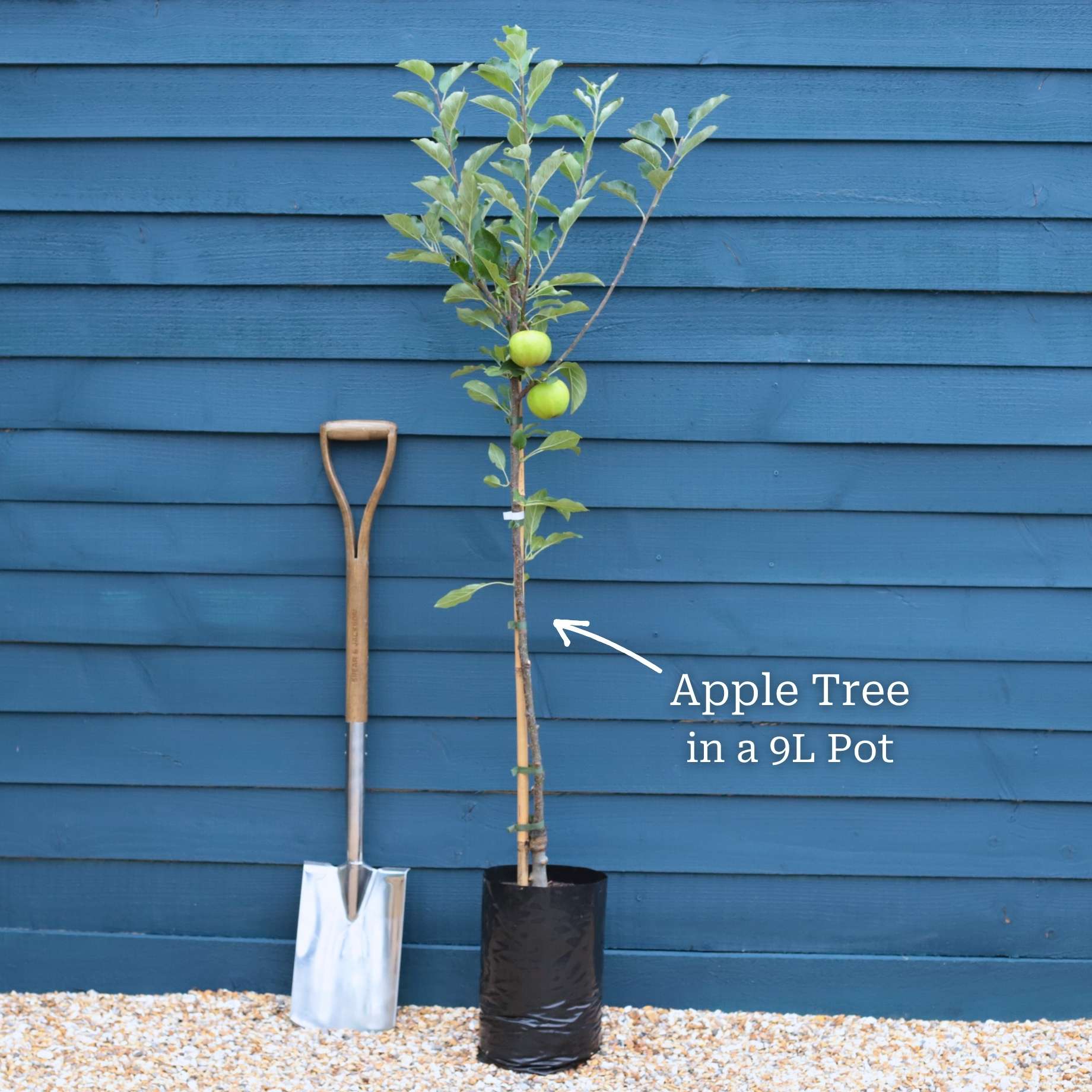 'James Grieve' Apple Tree - Image 3