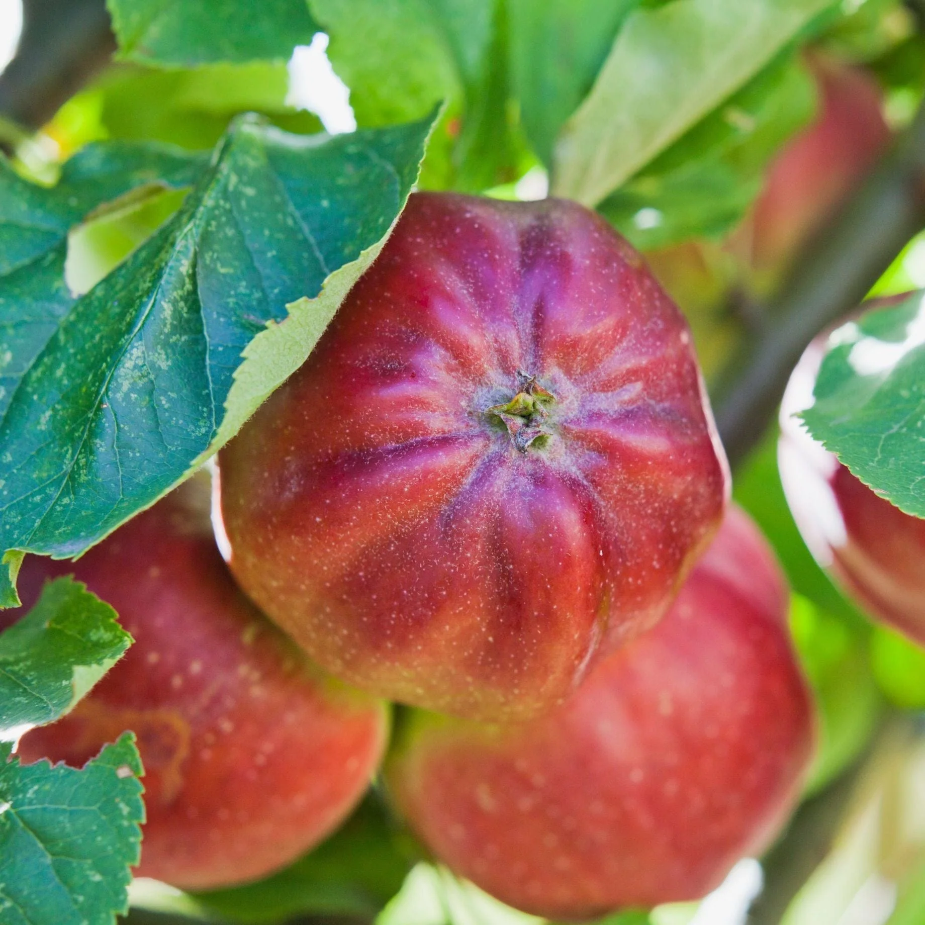 'Bloody Ploughman' Apple Tree - Image 4
