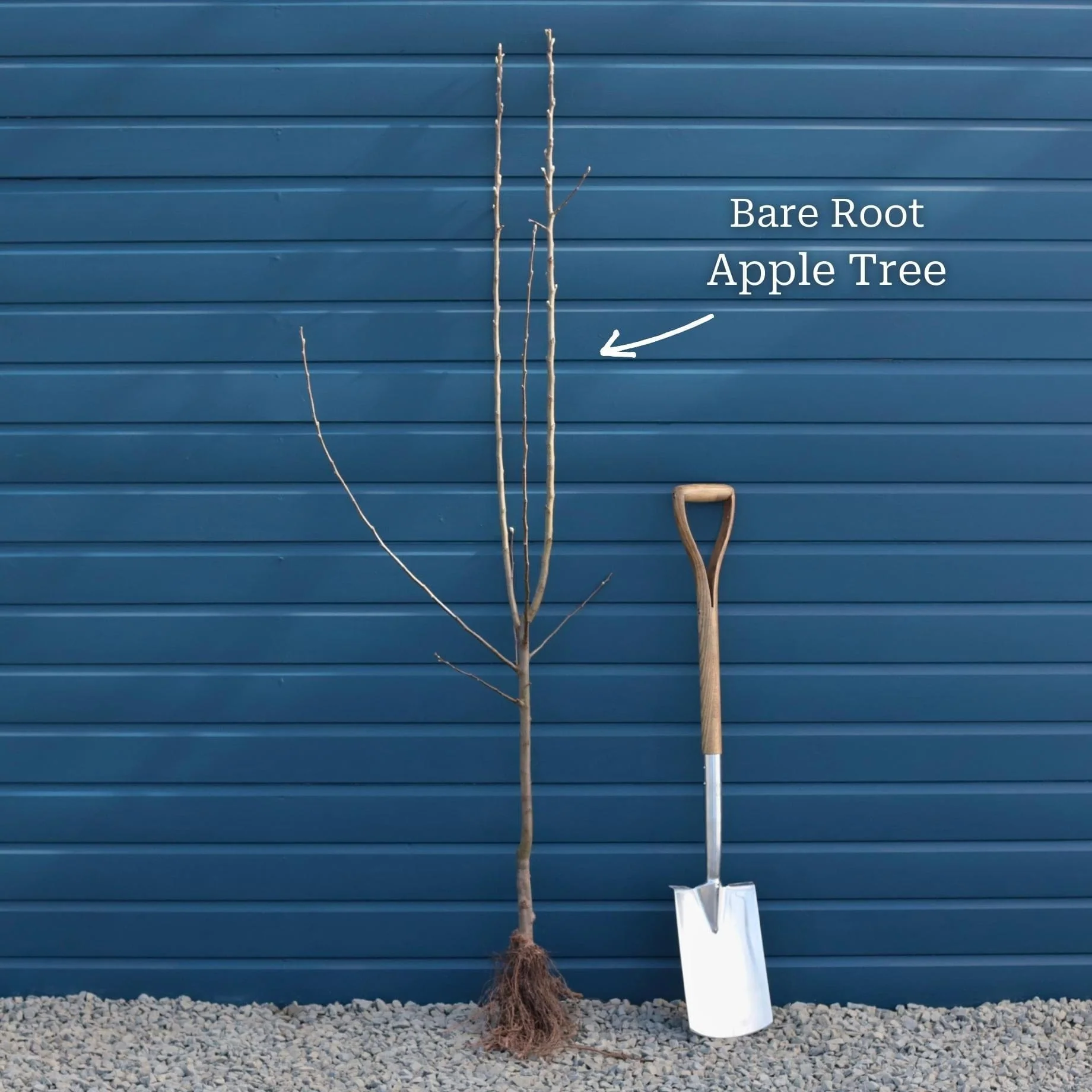'James Grieve' Apple Tree - Image 9