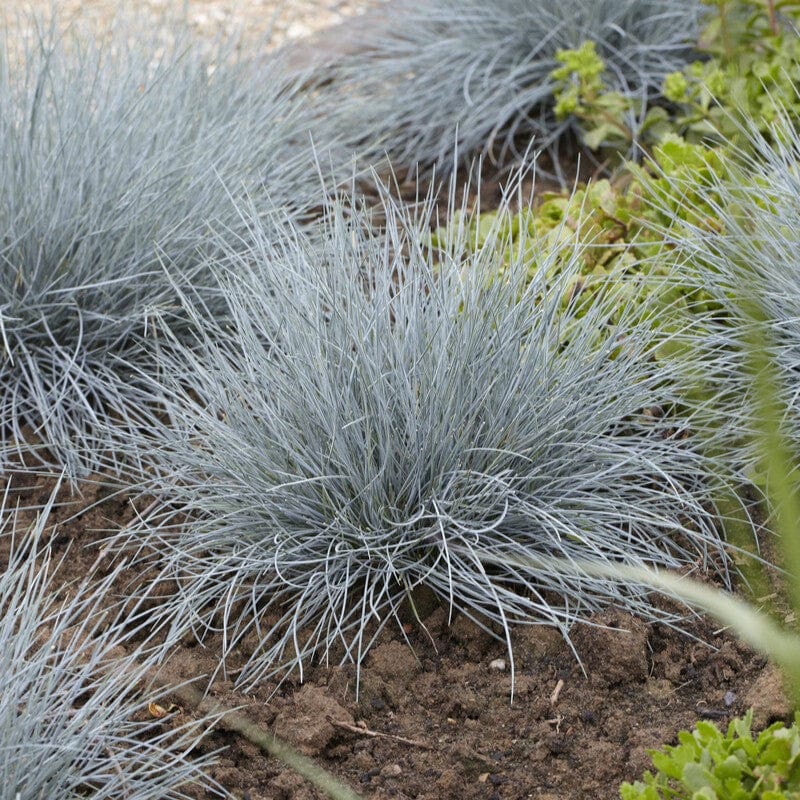 Blue Fescue | Festuca glauca 'Elijah Blue'