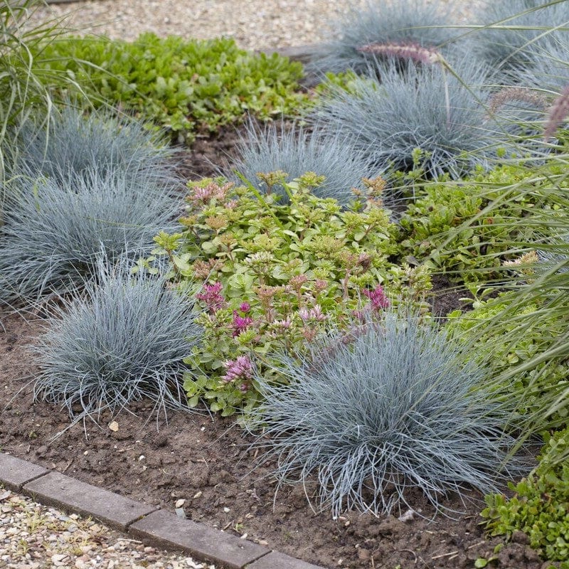 Blue Fescue | Festuca glauca 'Elijah Blue' - Image 2